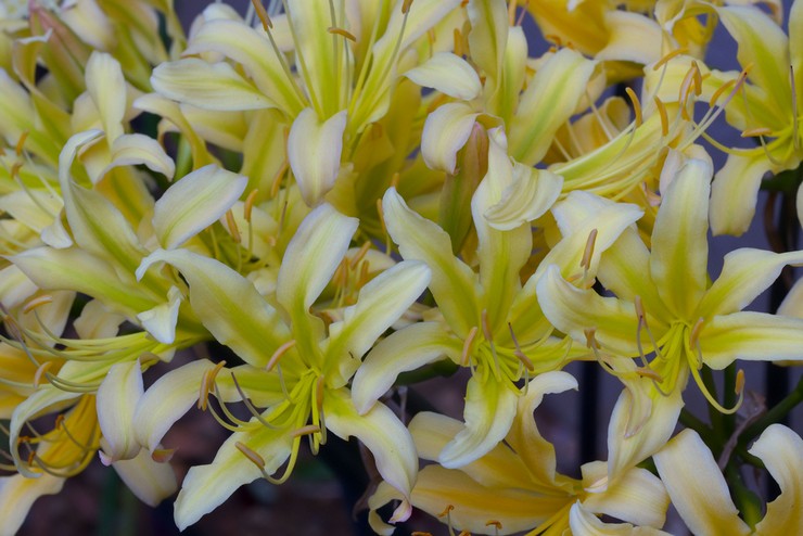 Types et variétés de lycoris