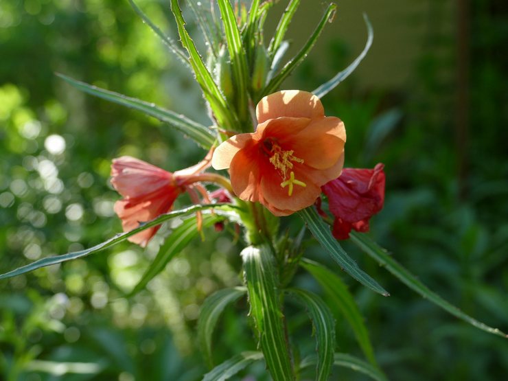 Soin du soir au jardin