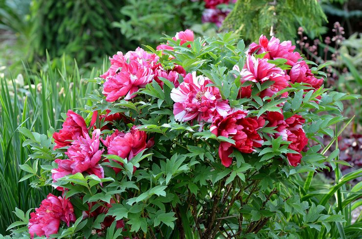 Pivoines arborescentes: plantation et entretien en plein champ, poussant dans le jardin