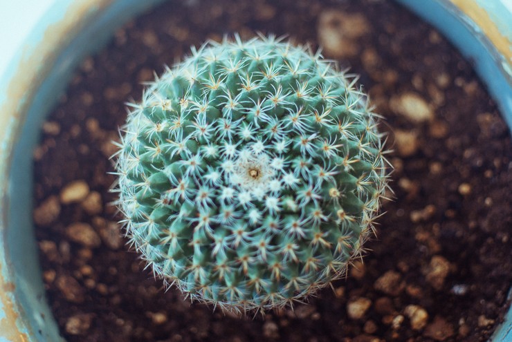 Le sol pour la plantation de rebutia doit être bien perméable à l'eau et léger