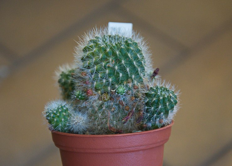 Reproduction de rebutia