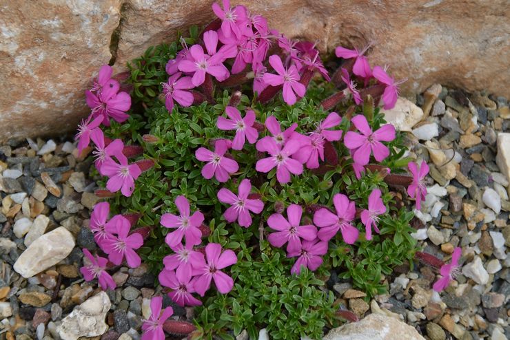 Mylnyanka (saponaria): plantation et entretien en plein champ, à partir de graines