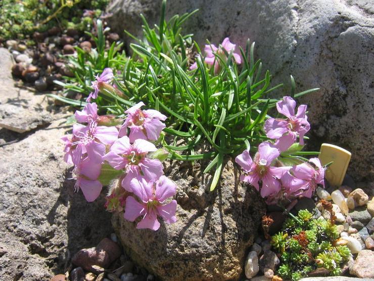 Prendre soin des vers de savon dans le jardin