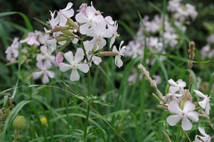 Types et variétés de soapwort