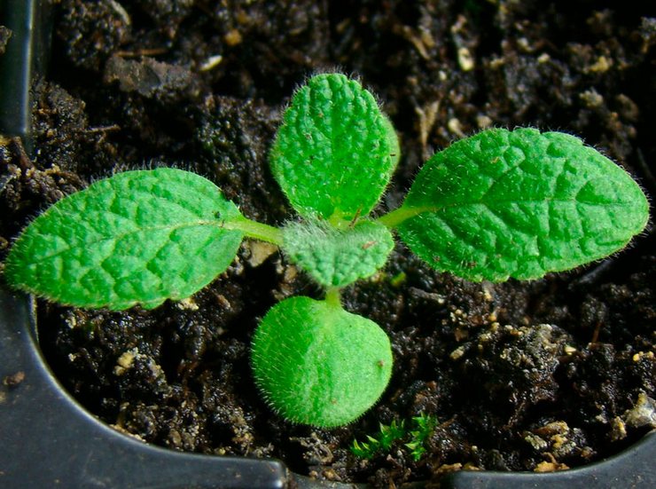 Planter un ciseau en pleine terre