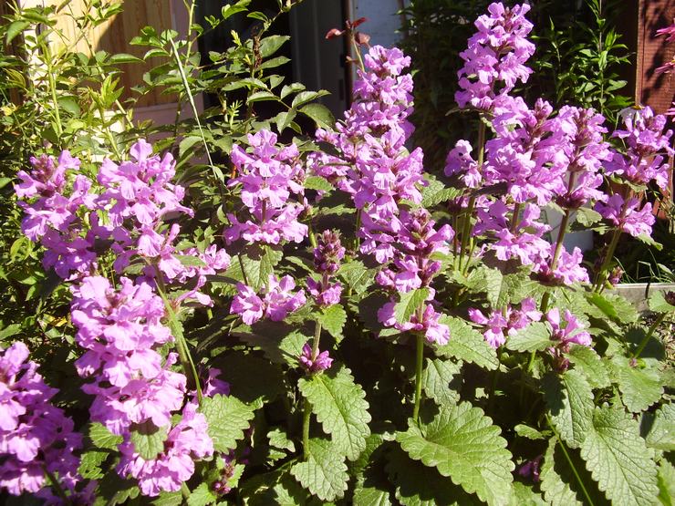 Prendre soin du nettoyeur dans le jardin