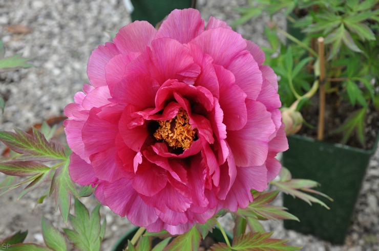 Reproduction de pivoines arborescentes