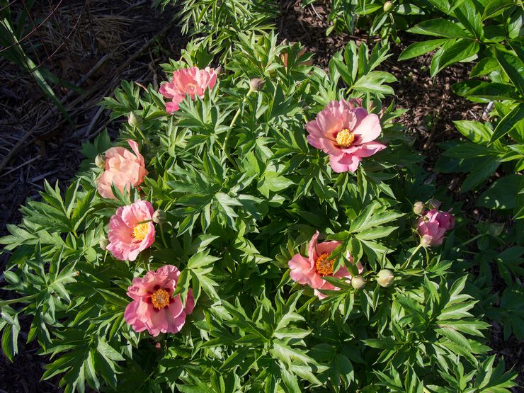 La taille de la pivoine est effectuée au printemps, avant le début de la saison de croissance.