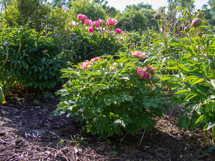 Soin de la pivoine arborescente