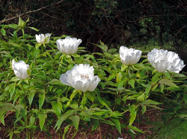 Types et variétés de pivoines arborescentes