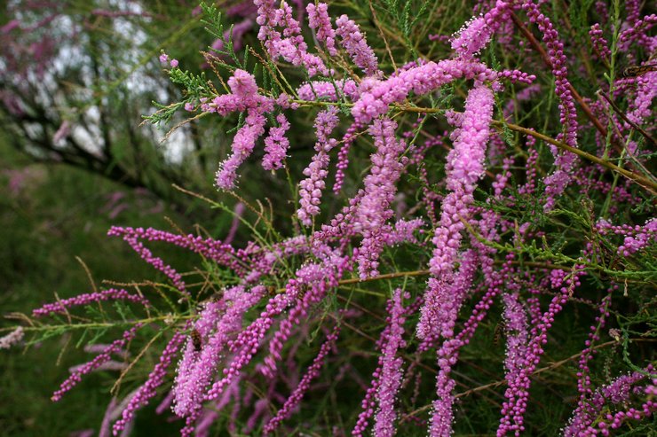 Tamarix: plantation et entretien en plein champ, culture, photos et espèces