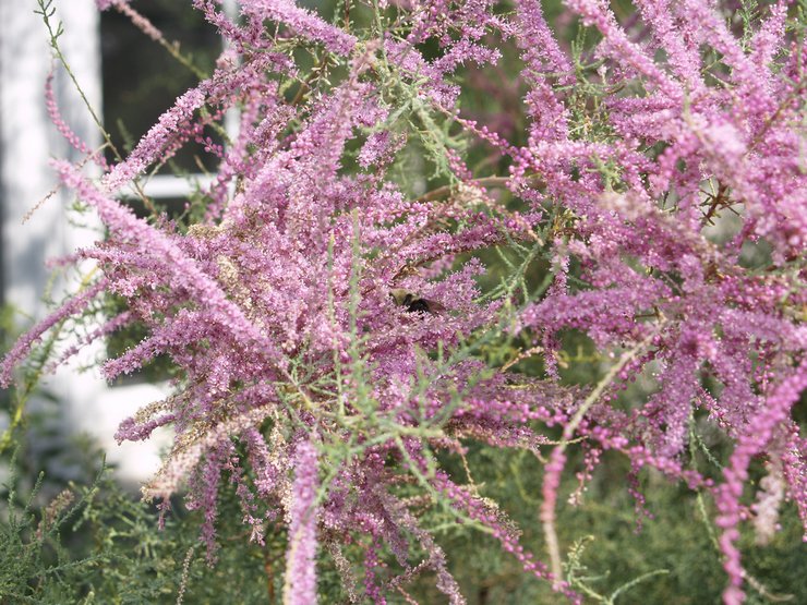 Planter le tamarix en pleine terre