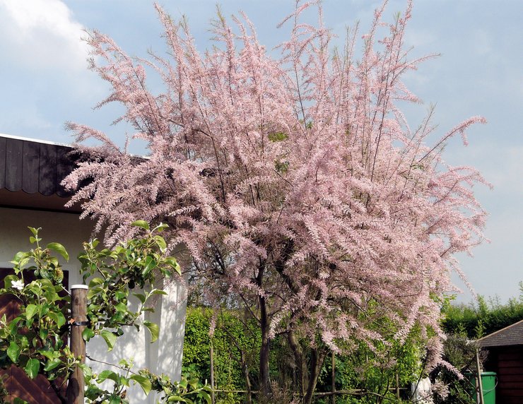 Prendre soin du tamaris dans le jardin