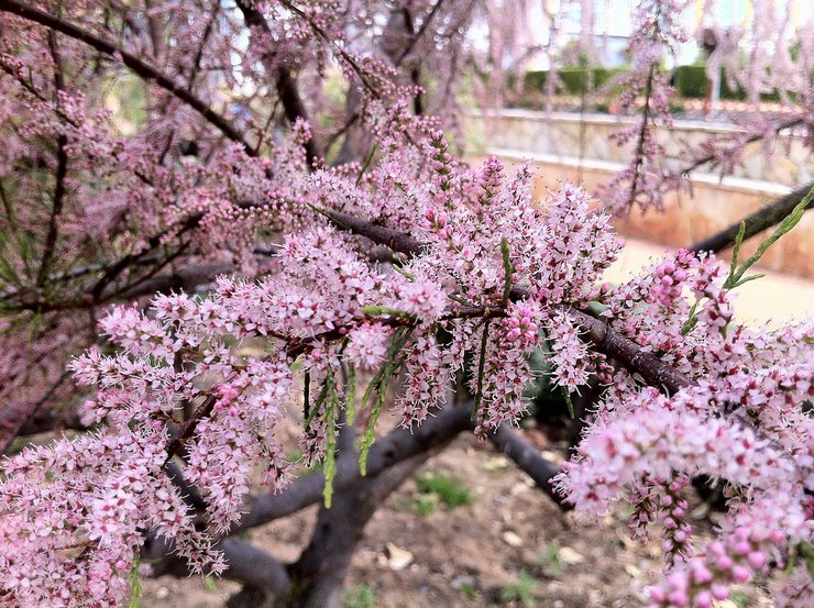 Types et variétés de tamarix