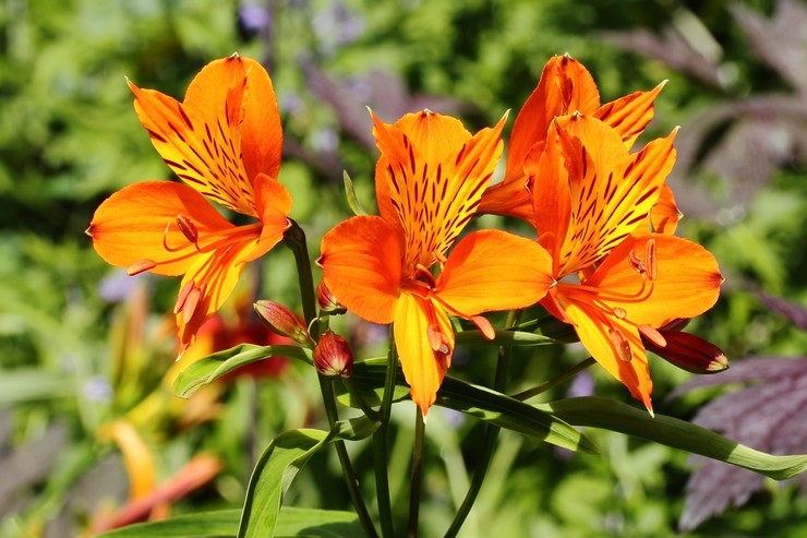 Alstroemeria: plantation et entretien en plein champ, à partir de graines, de photos et d'espèces