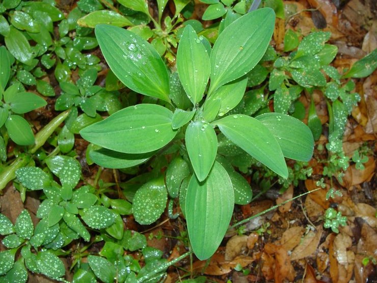 Planter des alstroémères en pleine terre