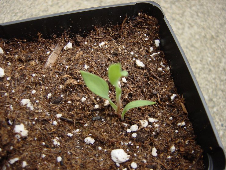 Cultiver l'alstroemeria à partir de graines