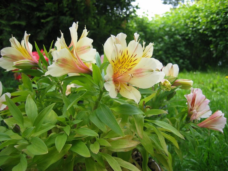 Prendre soin de l'alstroemeria dans le jardin