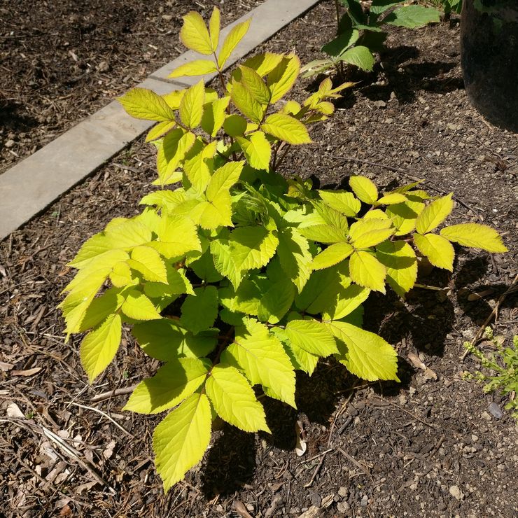 Planter des aralia en pleine terre