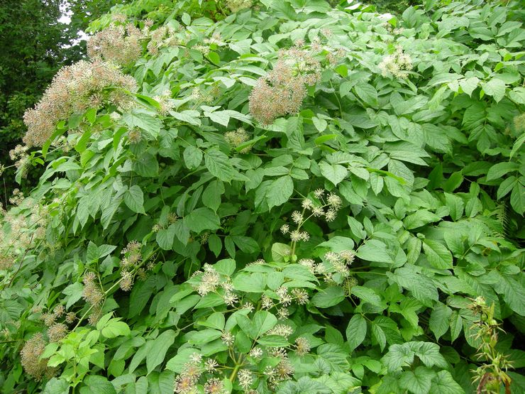 Propriétés utiles de l'aralia