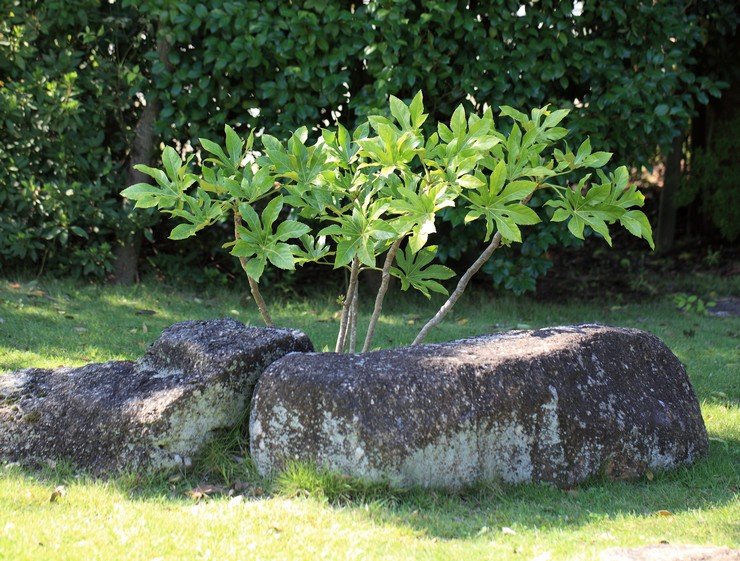 Prendre soin des aralia dans le jardin