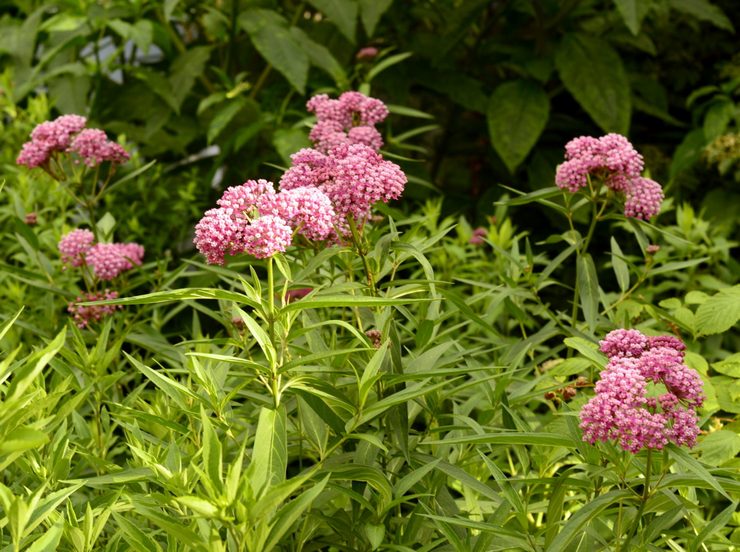 Prendre soin de la laine de coton dans le jardin