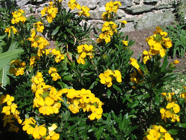 Soins de la jaunisse dans le jardin