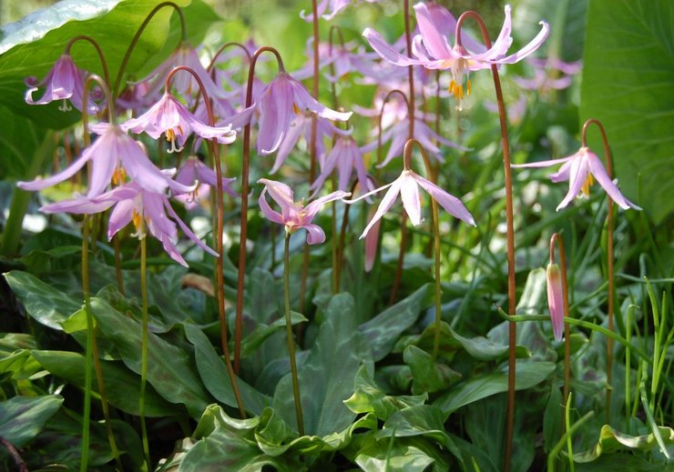 Kandyk (érythronium): plantation et entretien en plein champ, culture, photos et espèces