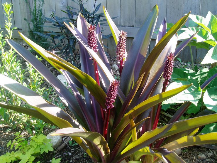 Prendre soin des eukomis dans le jardin