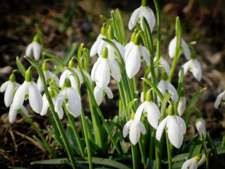 Perce-neige: plantation et entretien en plein champ, culture, photos et espèces