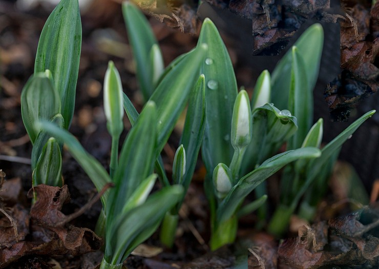 Planter des perce-neige en pleine terre