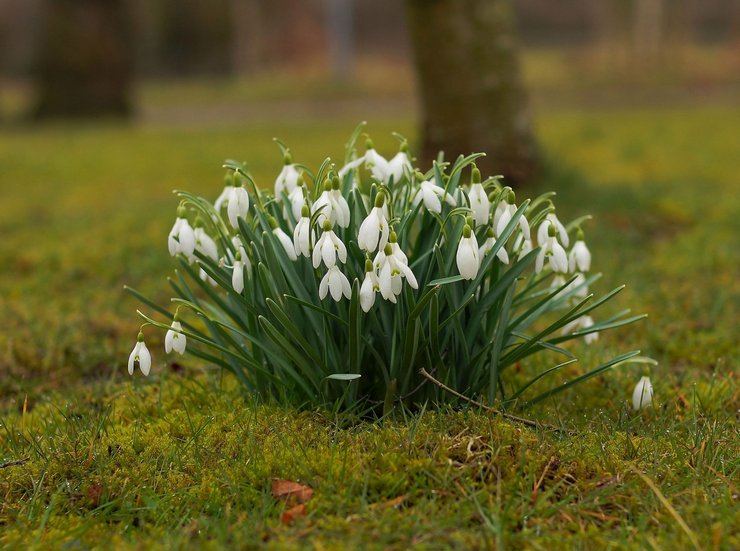 Prendre soin des perce-neige dans le jardin