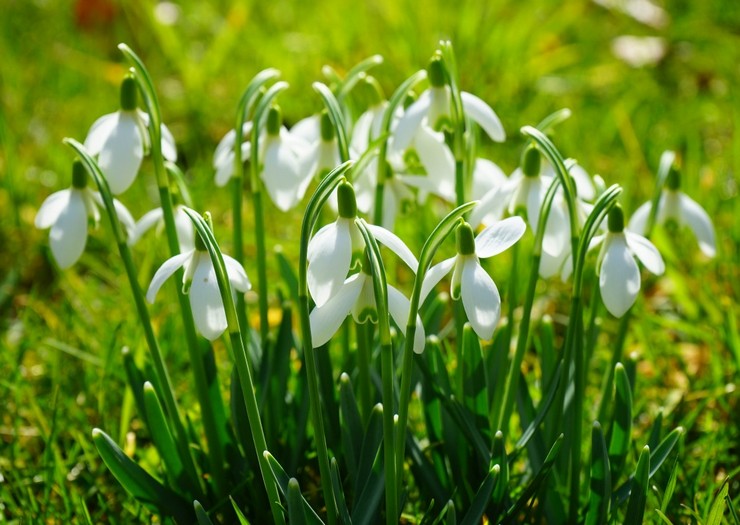 Types et variétés de perce-neige