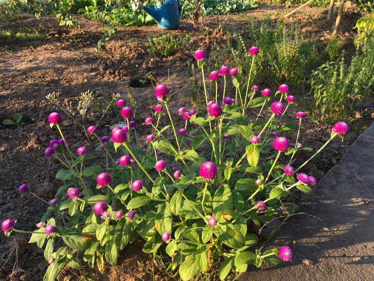 Planter des gomphren en pleine terre