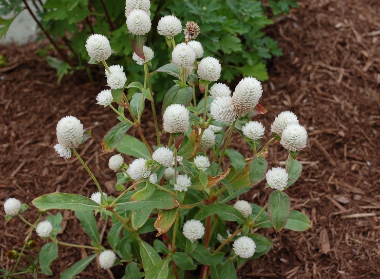 Types et variétés de gomphrène