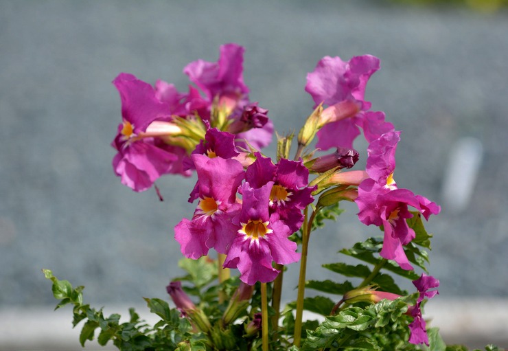 Incarvillea: plantation et entretien en plein champ, culture, photos et espèces