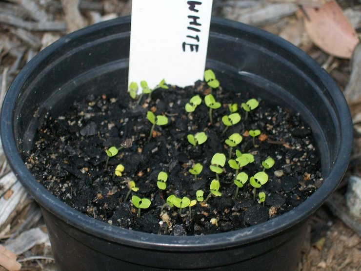 Planter des incarvillées à l'extérieur