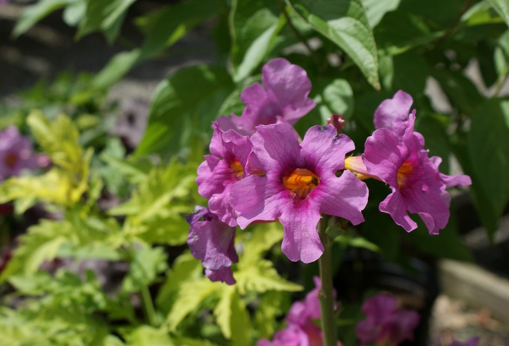 Prendre soin des incarvillées dans le jardin