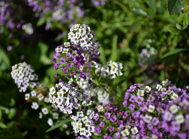 Lobularia: plantation et entretien en plein champ, à partir de graines, de photos et d'espèces