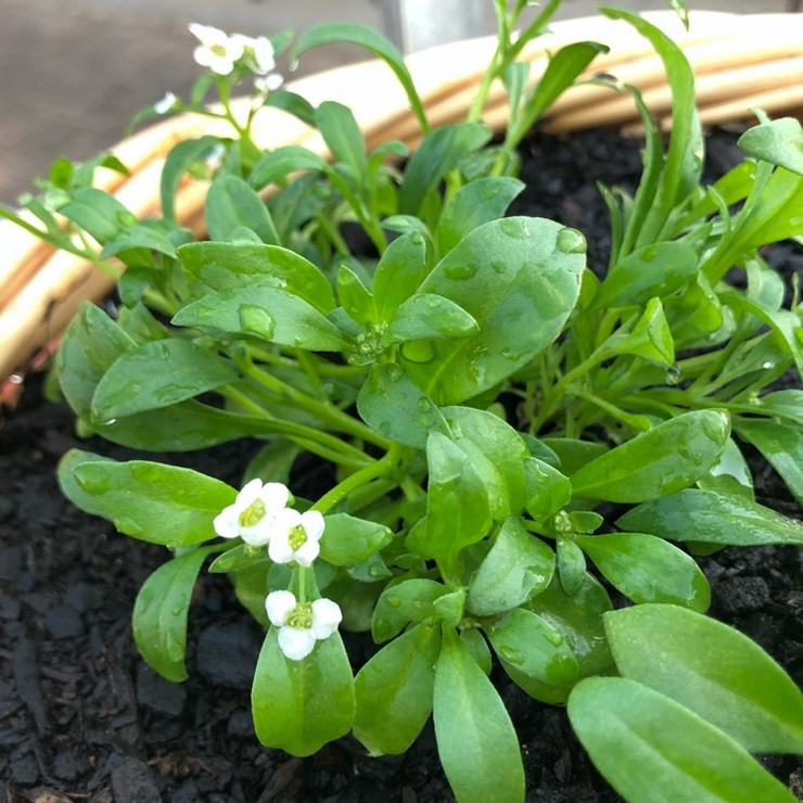 Plantation de lobularia en pleine terre