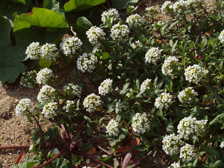 Types et variétés de lobularia