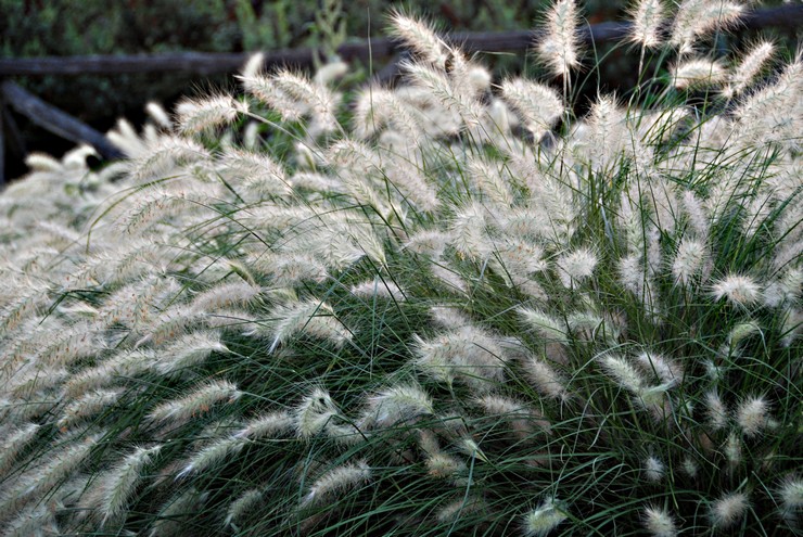 Pennisetum: plantation et entretien en plein champ, culture, photos et espèces