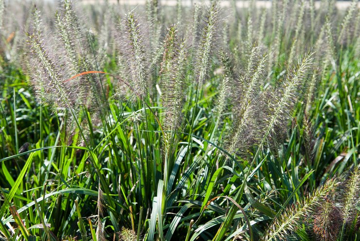 Plantation de pennisetum en pleine terre