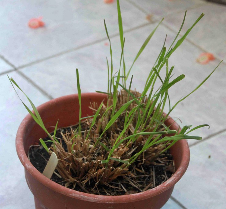 Cultiver du pennisetum à partir de graines