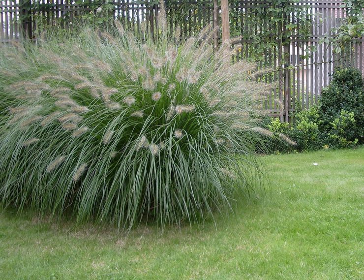 Entretien du jardin Pennisetum