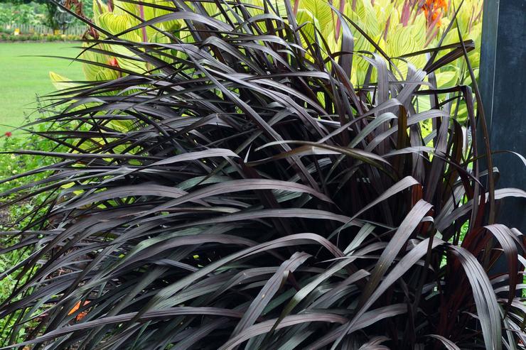 Types et variétés de pennisetum