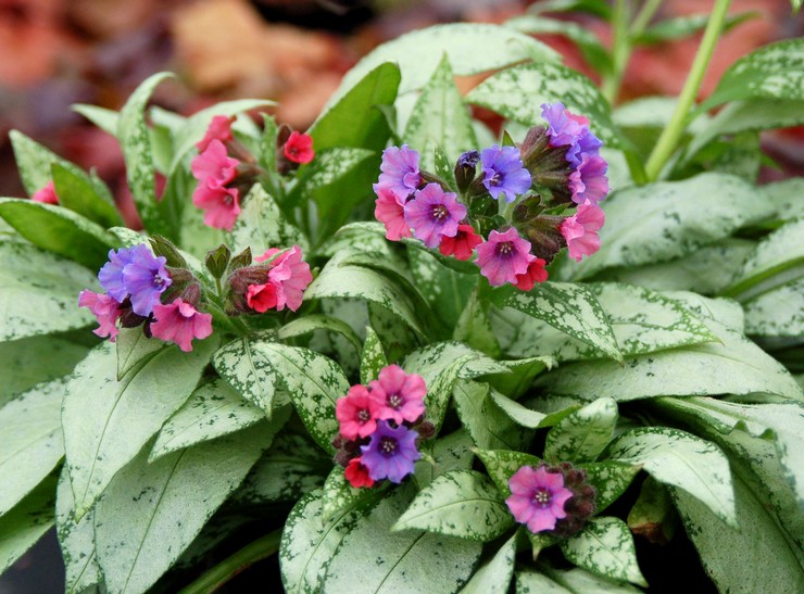 Lungwort: plantation et entretien en plein champ, propriétés médicinales et contre-indications