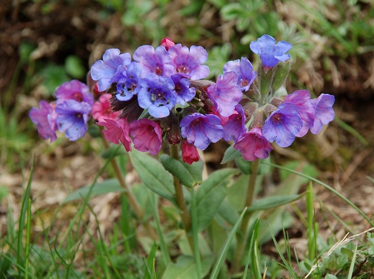 Soin de la pulmonaire dans le jardin