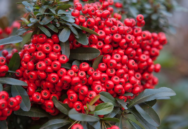 Pyracantha: plantation et entretien en plein champ, culture, photos et espèces