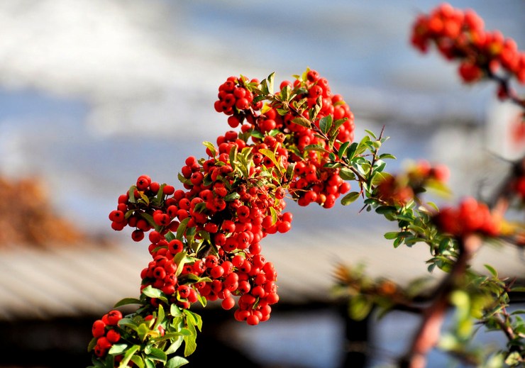 Pyracantha dans l'aménagement paysager